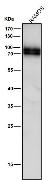 p-c Myb (S11) Ab