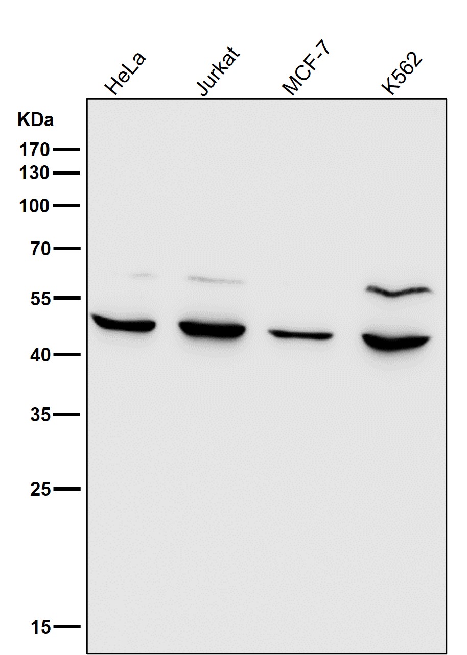 MMP12 Ab