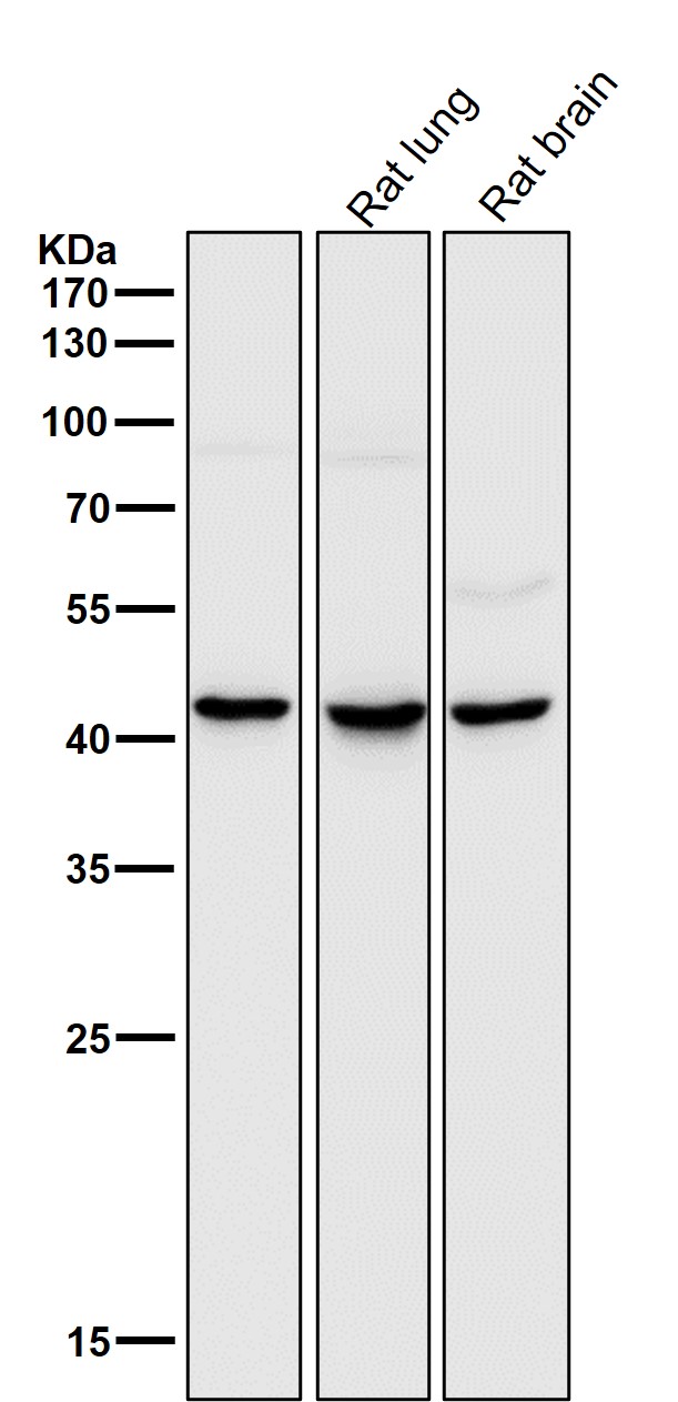 MMP12 Ab