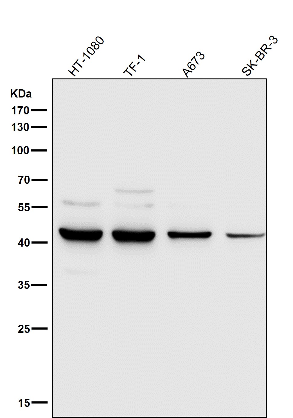 MMP12 Ab