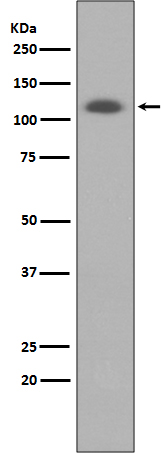 ABCG1 Ab