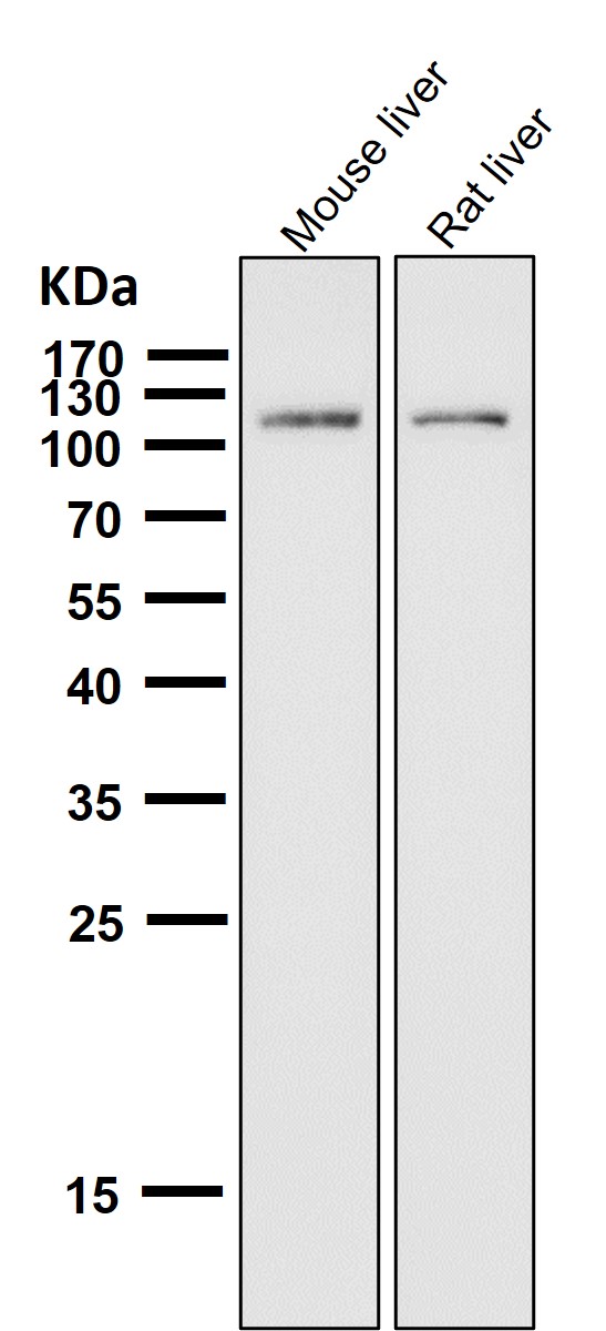 ABCG1 Ab