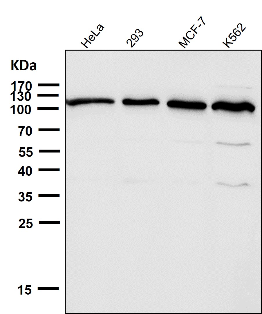 ABCG1 Ab