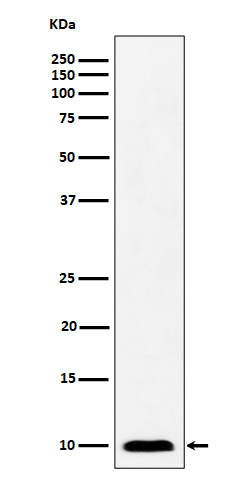 NDUFAB1 Ab