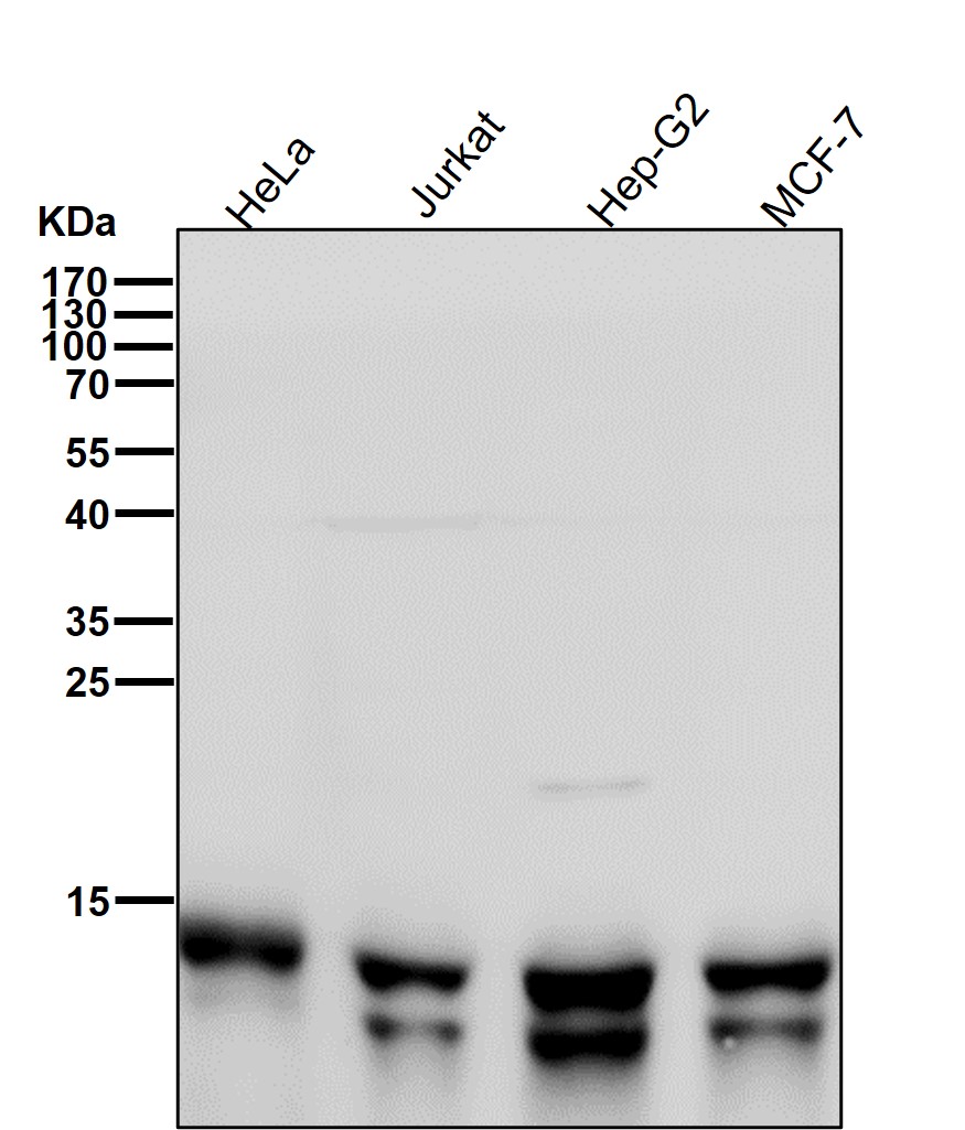 RNF7 Ab