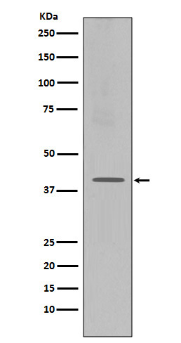 CXCR4 Ab