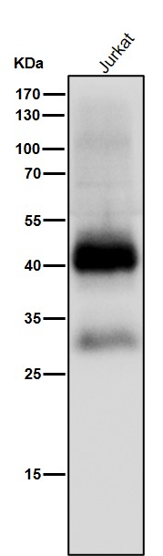 CXCR4 Ab