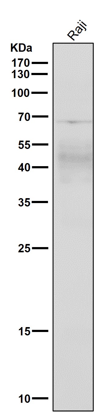 CXCR4 Ab