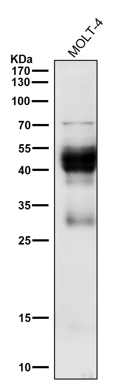 CXCR4 Ab