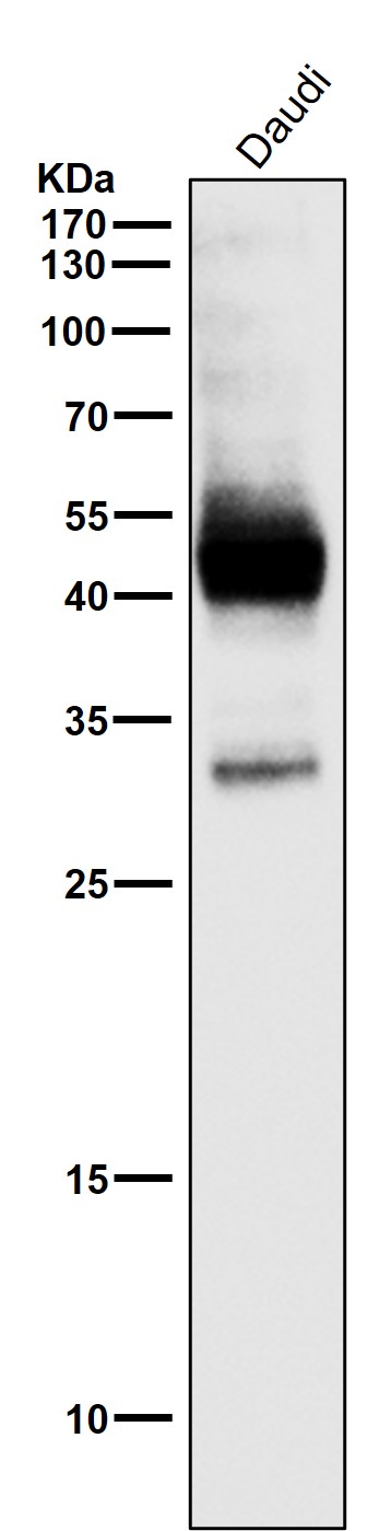 CXCR4 Ab