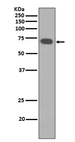 YAP1 Ab