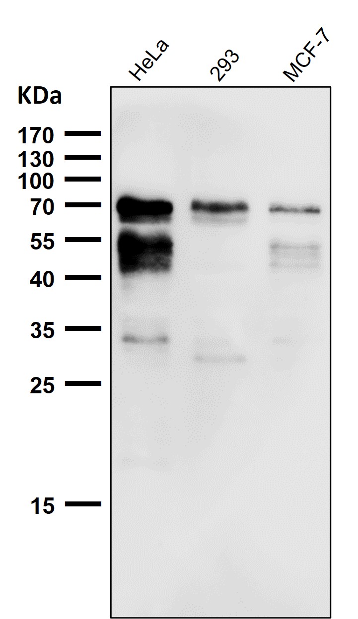 YAP1 Ab