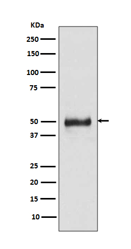 Cytokeratin 8 Ab