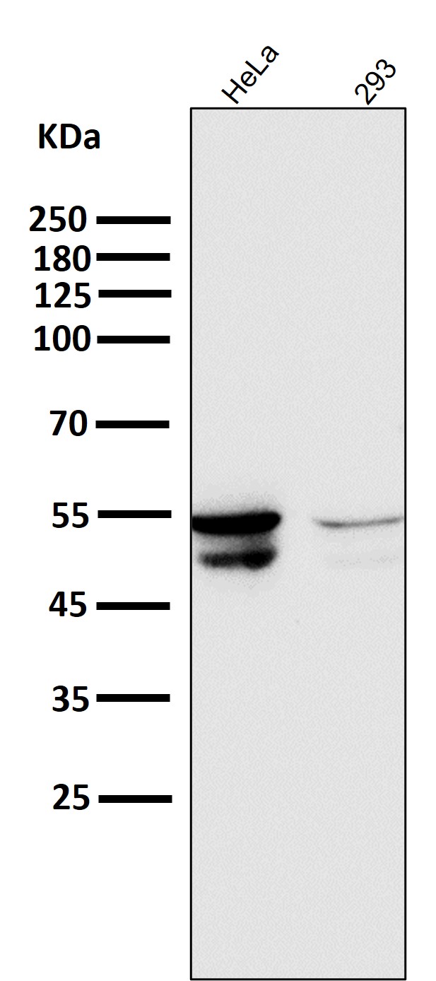 Cytokeratin 8 Ab