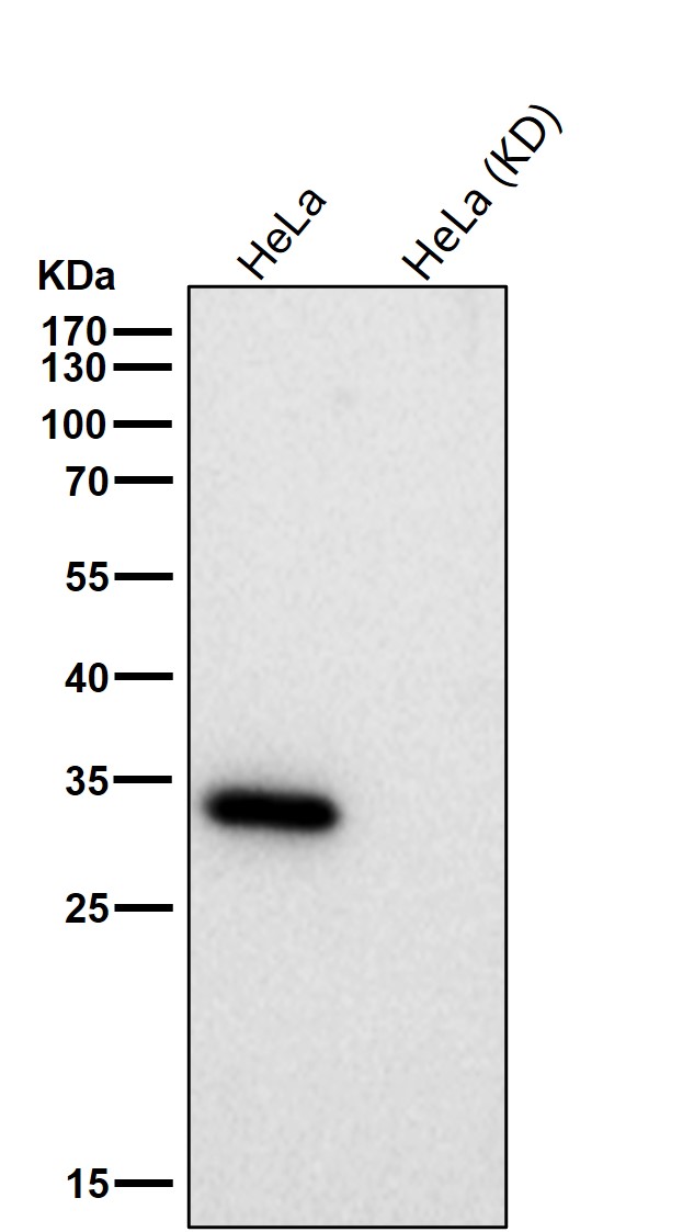 Caspase 3 Ab