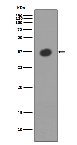 Maltose binding protein Ab