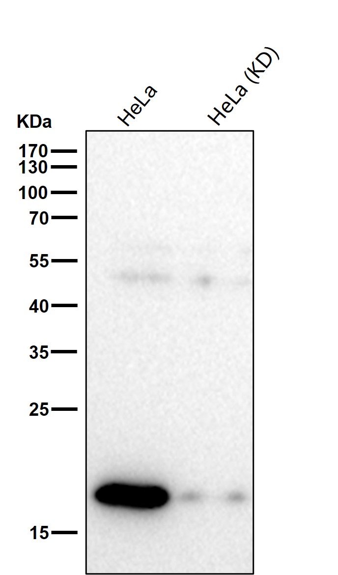 Cyclophilin B Ab