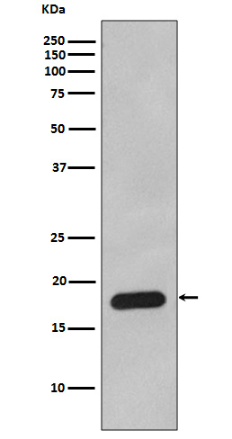 Cyclophilin B Ab