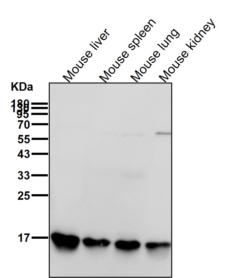 Cyclophilin B Ab