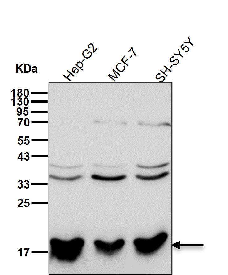 Cyclophilin B Ab