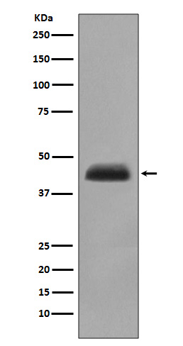 Cytokeratin 15 Ab