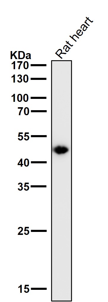 Cytokeratin 15 Ab