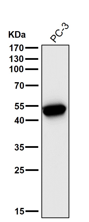 Cytokeratin 15 Ab