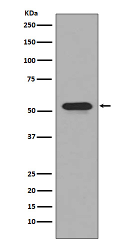 CD4 Ab