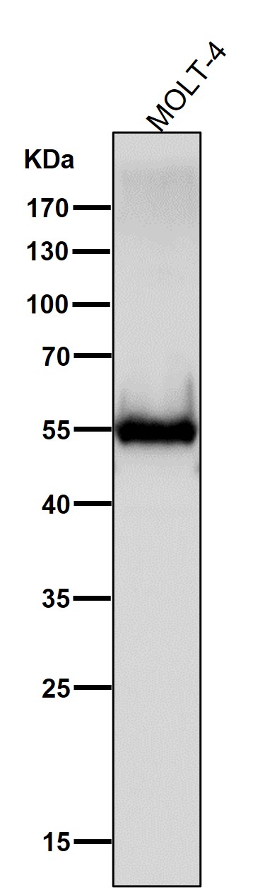 CD4 Ab