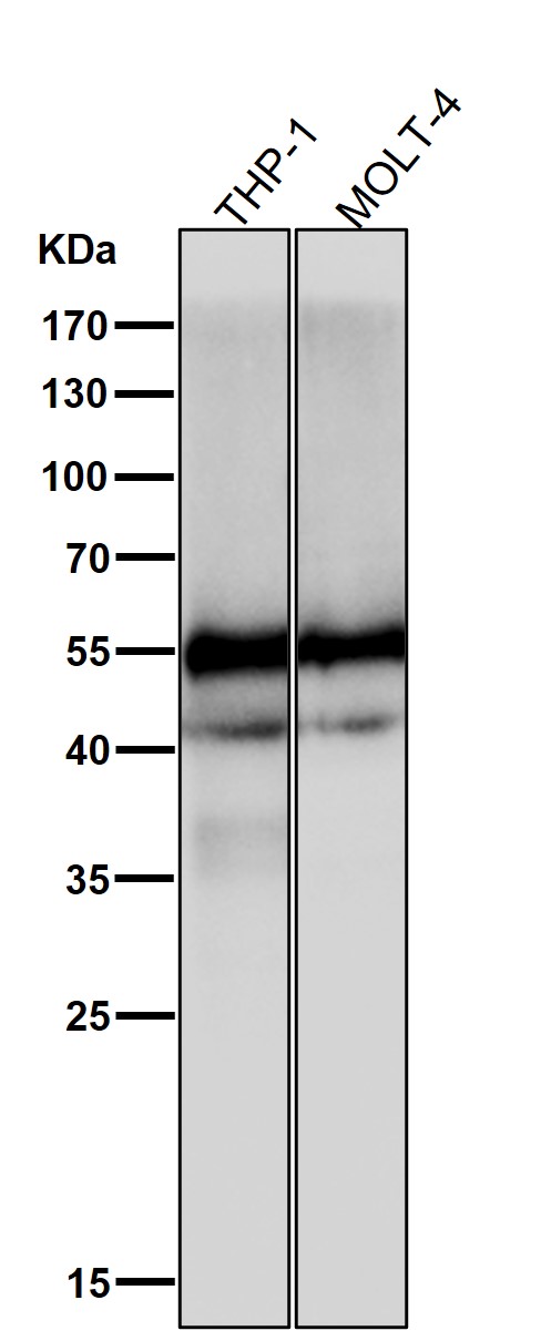 CD4 Ab