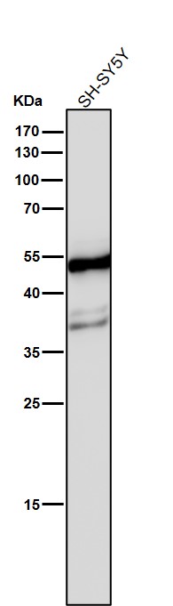 beta 4B/2A/2B Tubulin Ab