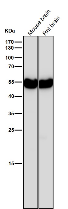 beta 4B/2A/2B Tubulin Ab