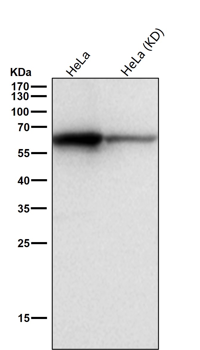 Hsp60 Ab