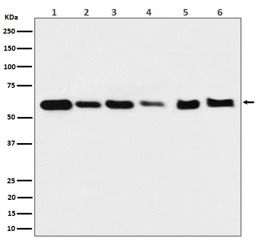 Hsp60 Ab