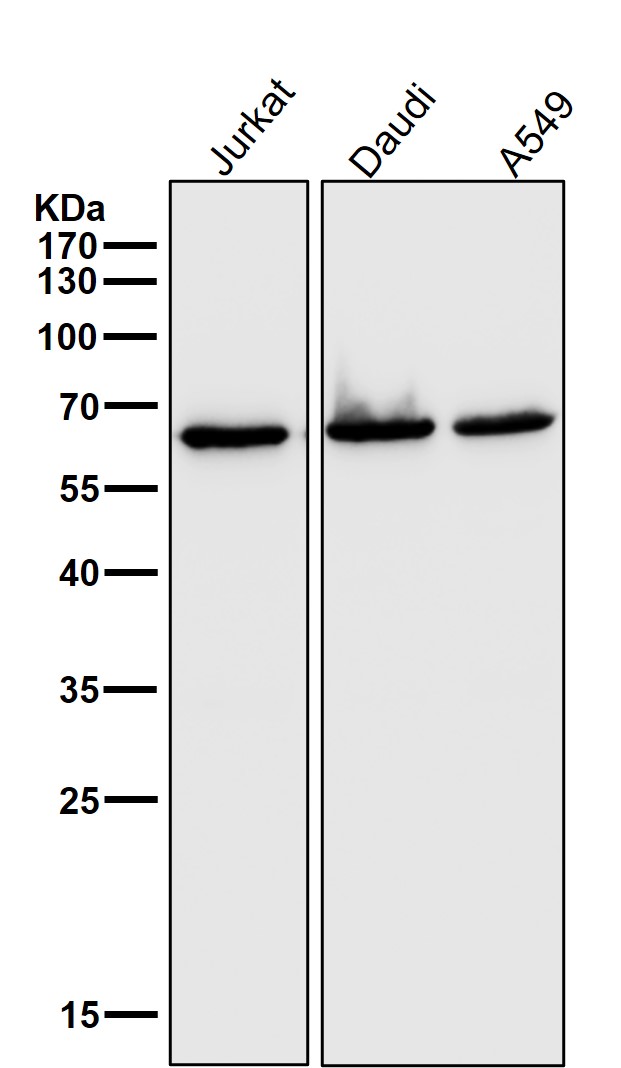 Hsp60 Ab