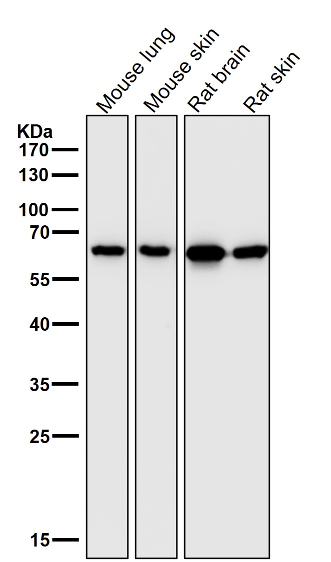 Hsp60 Ab