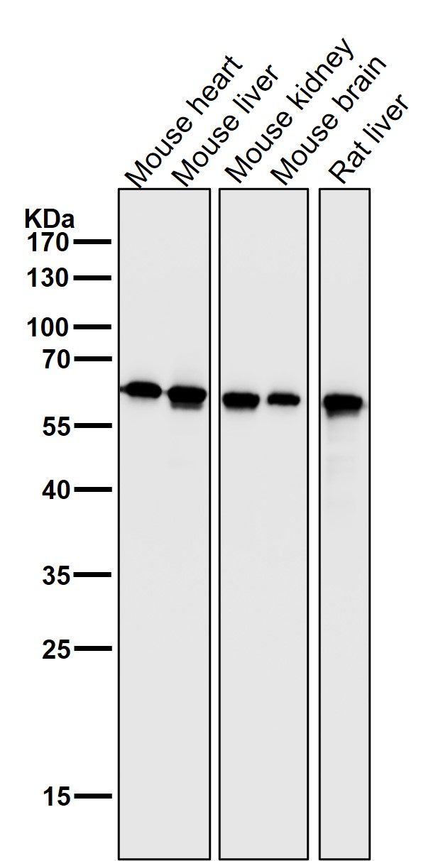 Hsp60 Ab