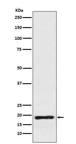 Cofilin Ab