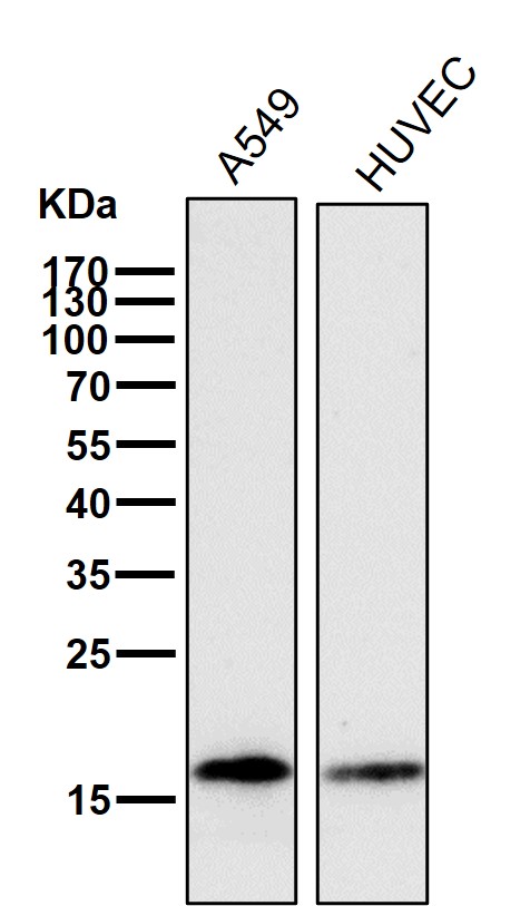 Cofilin Ab