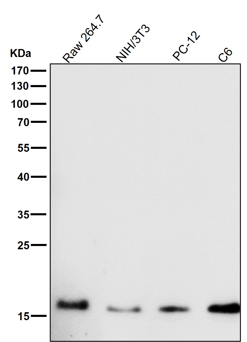 Cofilin Ab