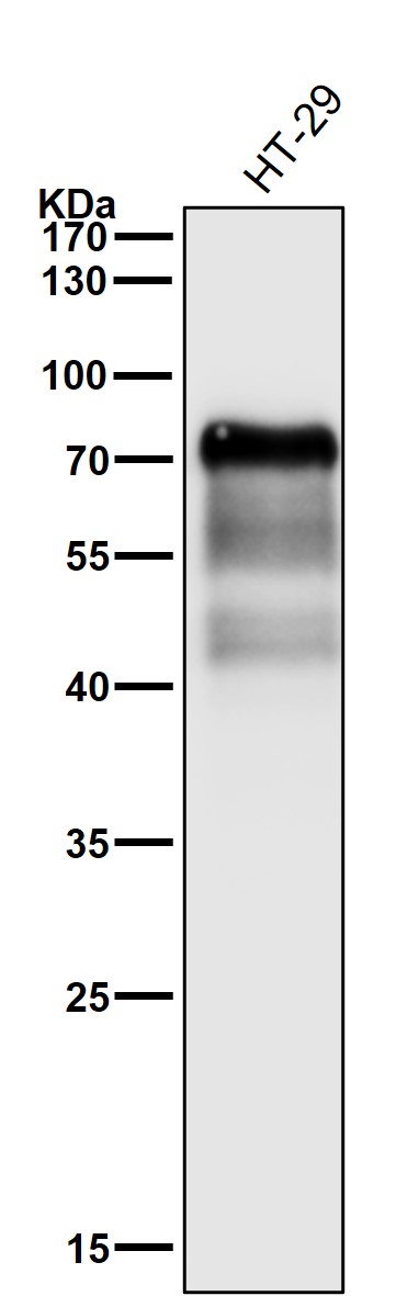 SOX9 Ab