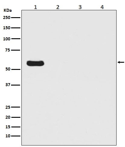 Firefly luciferase Ab