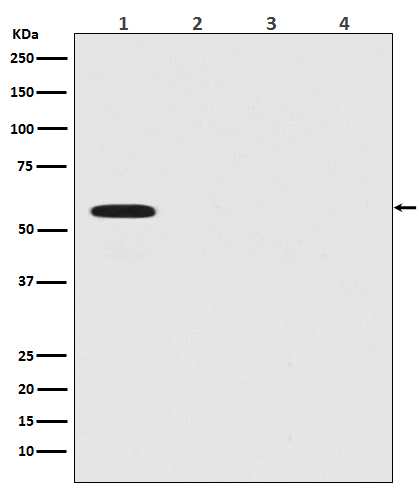 Firefly luciferase Ab