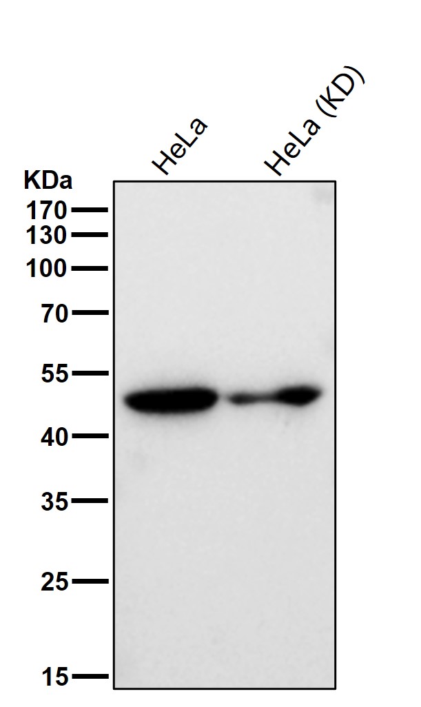 gamma 1 Tubulin Ab