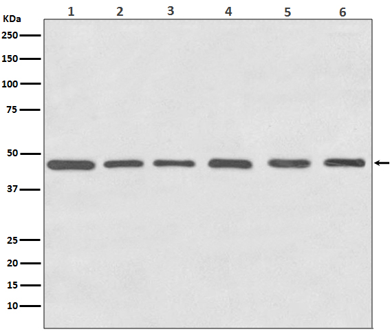 gamma 1 Tubulin Ab