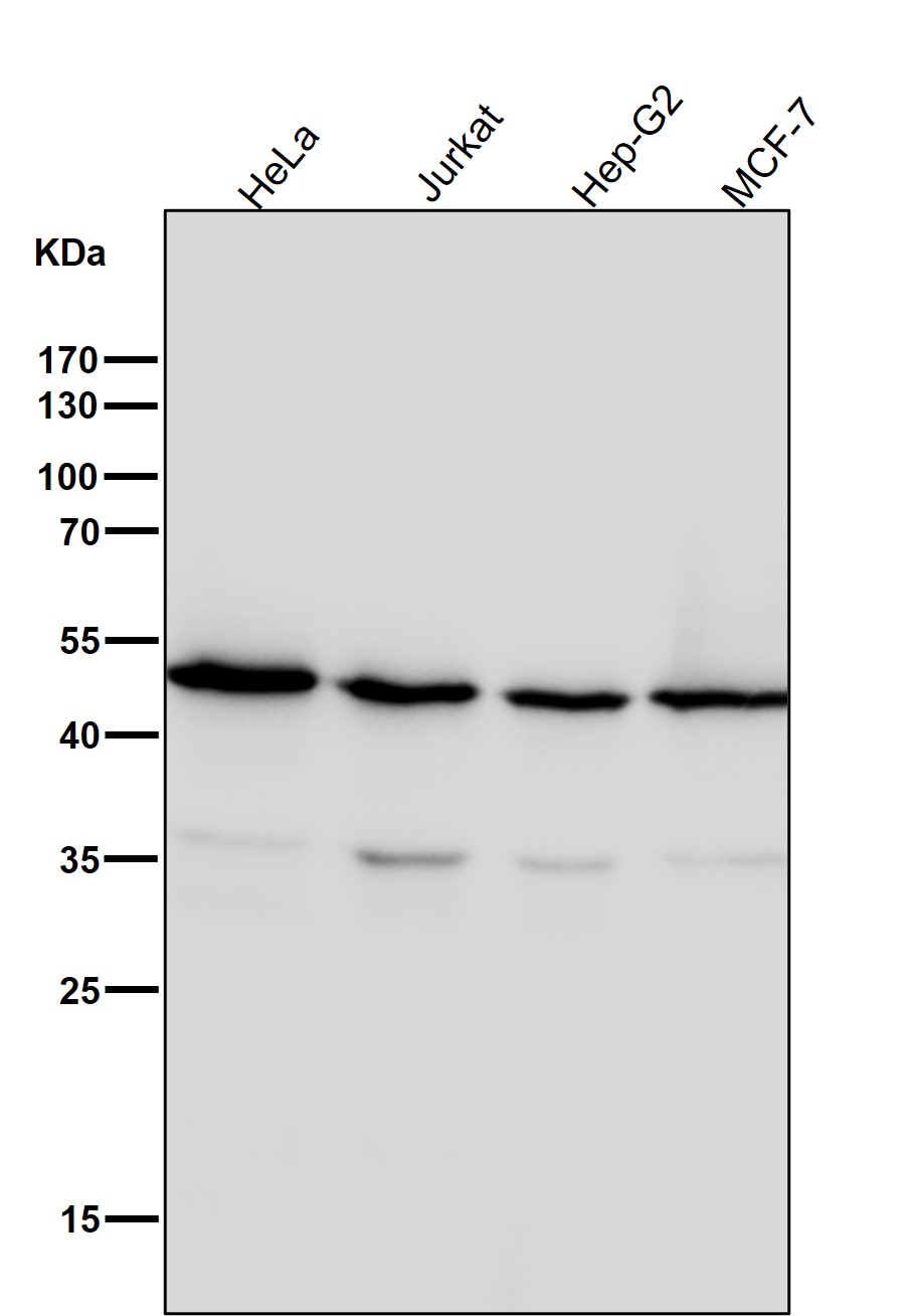 gamma 1 Tubulin Ab