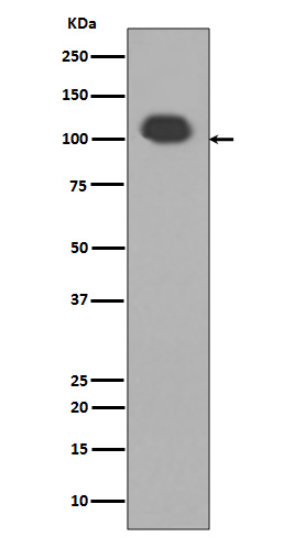 Disks large homolog 4 Ab