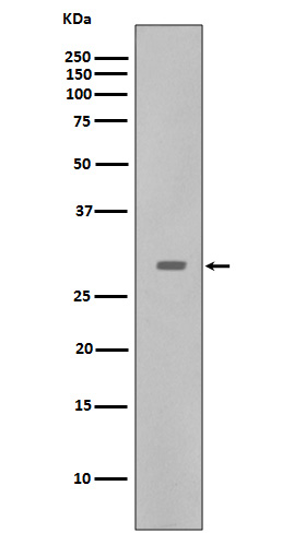 CDK5 Ab