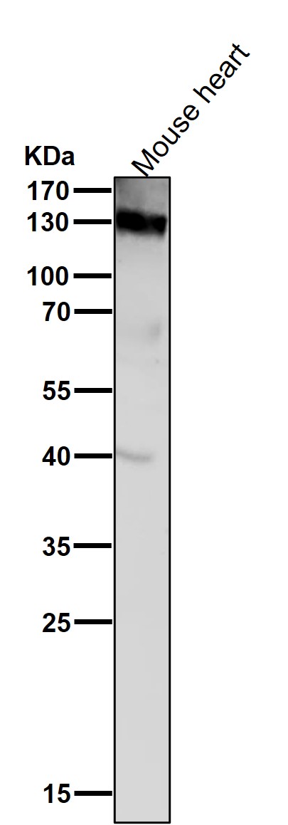 PECAM 1 Ab