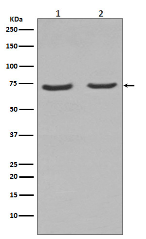 p75 NTR Ab